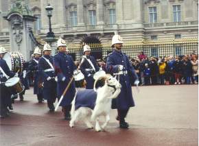 Buckingham Palace Goat